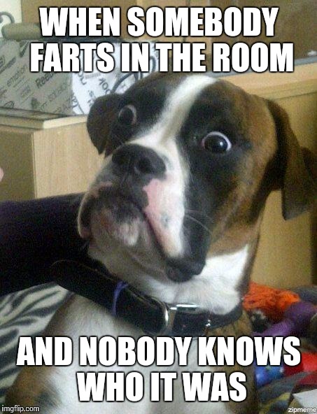 Funny Dog | WHEN SOMEBODY FARTS IN THE ROOM; AND NOBODY KNOWS WHO IT WAS | image tagged in funny dog | made w/ Imgflip meme maker