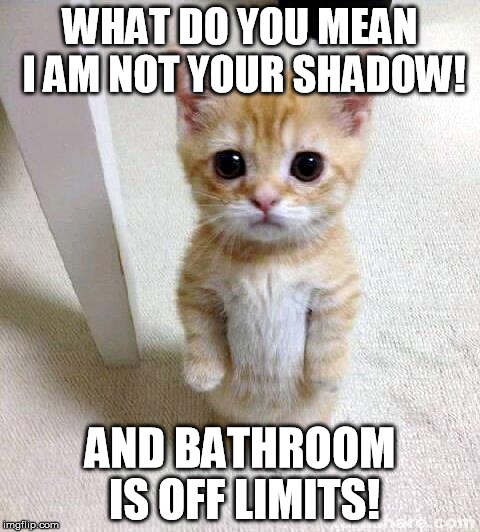 Cute Cat Meme | WHAT DO YOU MEAN I AM NOT YOUR SHADOW! AND BATHROOM IS OFF LIMITS! | image tagged in memes,cute cat | made w/ Imgflip meme maker
