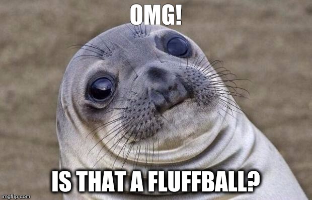 Awkward Moment Sealion | OMG! IS THAT A FLUFFBALL? | image tagged in memes,awkward moment sealion | made w/ Imgflip meme maker