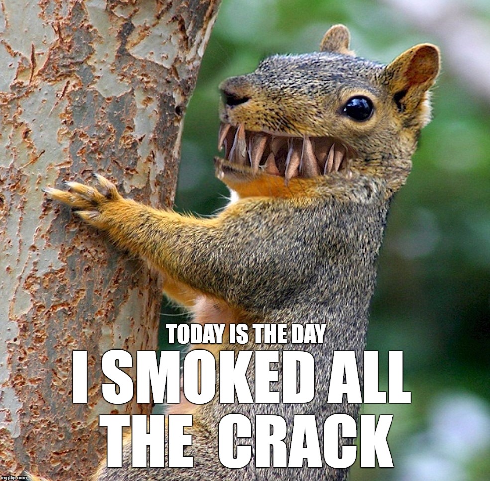 Psycho Squirrel | TODAY IS THE DAY; I SMOKED ALL THE 
CRACK | image tagged in psycho squirrel,memes,crack | made w/ Imgflip meme maker