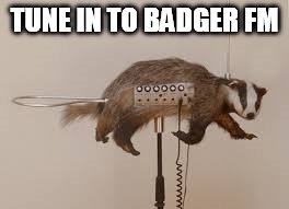 Badger Radio | TUNE IN TO BADGER FM | image tagged in badger,music,funny meme | made w/ Imgflip meme maker