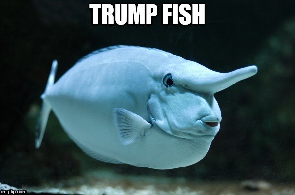 Fishy Trumpy | TRUMP FISH | image tagged in funny,donald trump | made w/ Imgflip meme maker