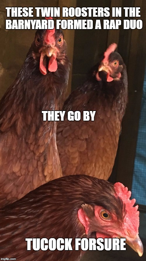Word to the hen house | THESE TWIN ROOSTERS IN THE BARNYARD FORMED A RAP DUO; THEY GO BY; TUCOCK FORSURE | image tagged in chickens,memes,bad pun,rooster,rap | made w/ Imgflip meme maker