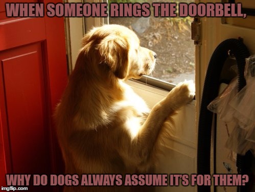  WHEN SOMEONE RINGS THE DOORBELL, WHY DO DOGS ALWAYS ASSUME IT’S FOR THEM? | image tagged in dogs,funny animals,funny,funny memes,doorbell | made w/ Imgflip meme maker