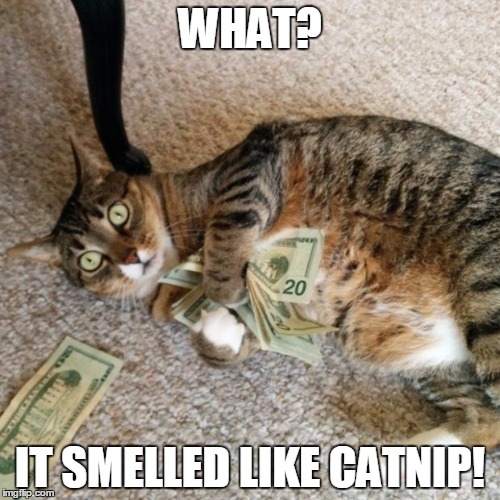 money cat | WHAT? IT SMELLED LIKE CATNIP! | image tagged in money cat | made w/ Imgflip meme maker