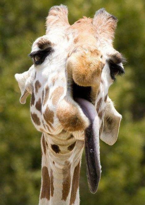 Silly giraffe Blank Meme Template
