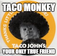 TACO MONKEY; YOUR ONLY TRUE FRIEND | image tagged in monkeys,tacos,taco johns | made w/ Imgflip meme maker