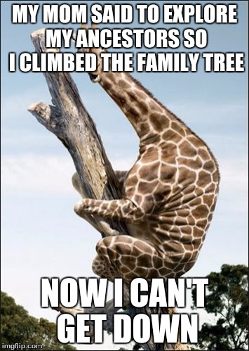 giraffe climbing a tree | MY MOM SAID TO EXPLORE MY ANCESTORS SO I CLIMBED THE FAMILY TREE; NOW I CAN'T GET DOWN | image tagged in giraffe climbing a tree | made w/ Imgflip meme maker