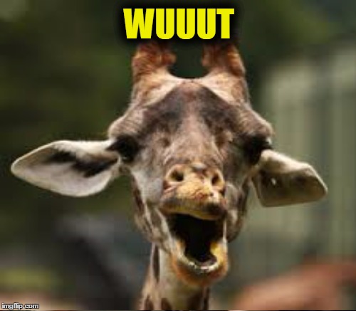 WUUUT | made w/ Imgflip meme maker