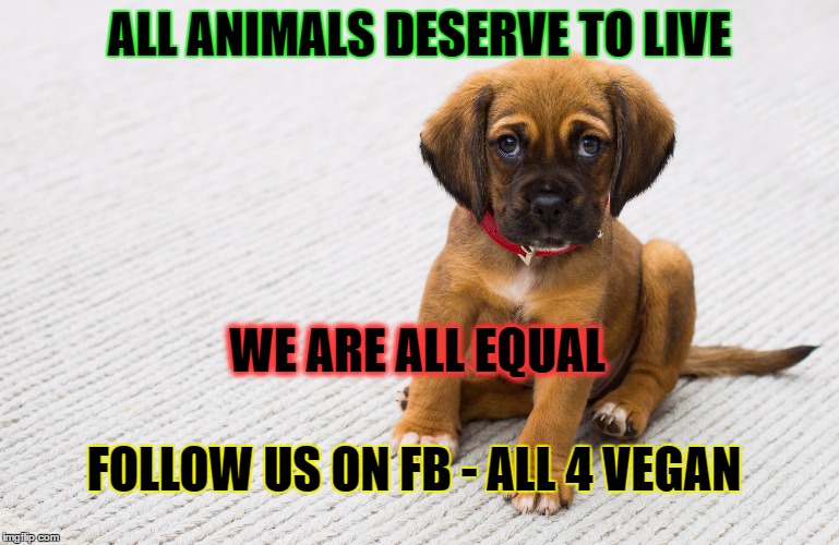 All 4 Vegan on Fb All animals deserve to live | ALL ANIMALS DESERVE TO LIVE; WE ARE ALL EQUAL; FOLLOW US ON FB - ALL 4 VEGAN | image tagged in all4vegan,facebook,animals,animalrights | made w/ Imgflip meme maker