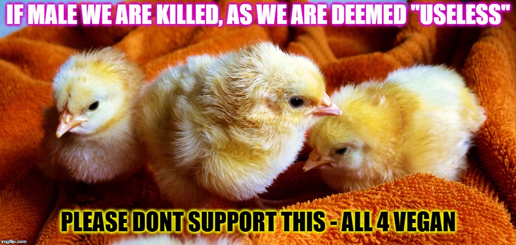 Please open your heart go vegan  | IF MALE WE ARE KILLED, AS WE ARE DEEMED "USELESS"; PLEASE DONT SUPPORT THIS
- ALL 4 VEGAN | image tagged in all4vegan,vegan,baby,chicks | made w/ Imgflip meme maker