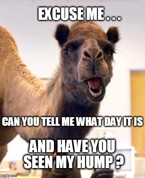 EXCUSE ME . . . CAN YOU TELL ME WHAT DAY IT IS; AND HAVE YOU SEEN MY HUMP ? | image tagged in hump day camel,happy thursday,confused,hump | made w/ Imgflip meme maker
