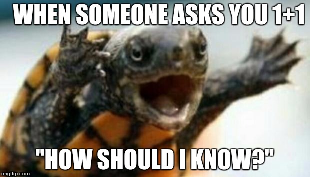 Turtle Say What? | WHEN SOMEONE ASKS YOU 1+1; "HOW SHOULD I KNOW?" | image tagged in turtle say what | made w/ Imgflip meme maker