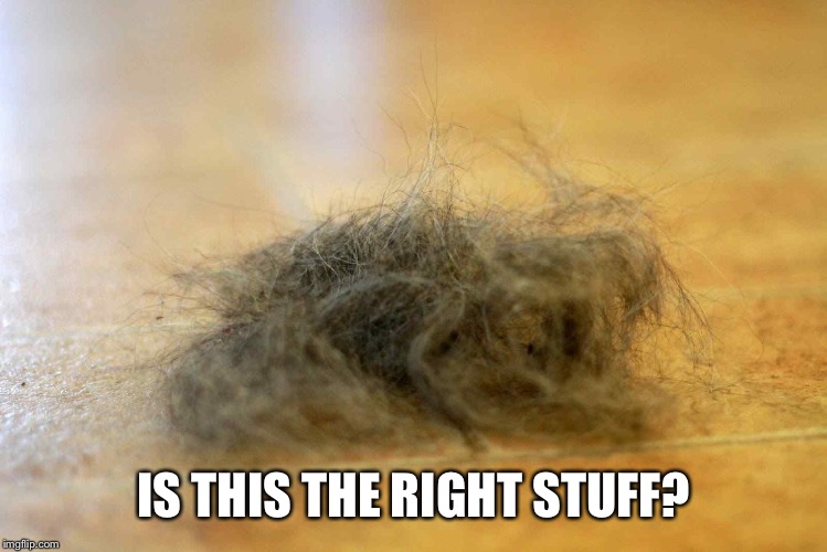 Dust bunny | IS THIS THE RIGHT STUFF? | image tagged in dust bunny | made w/ Imgflip meme maker