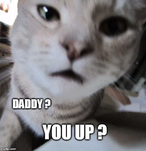  DADDY ? YOU UP ? | image tagged in cats,funny cats,cat meme,cat nap,waking up | made w/ Imgflip meme maker