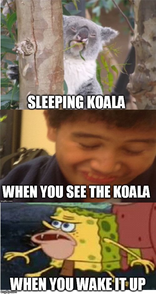 Don't touch the koala  | SLEEPING KOALA; WHEN YOU SEE THE KOALA; WHEN YOU WAKE IT UP | image tagged in memes | made w/ Imgflip meme maker