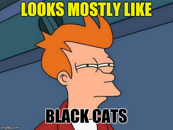 Futurama Fry Meme | LOOKS MOSTLY LIKE BLACK CATS | image tagged in memes,futurama fry | made w/ Imgflip meme maker