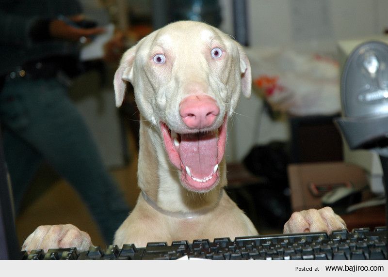 High Quality Dog keyboard excitement Blank Meme Template