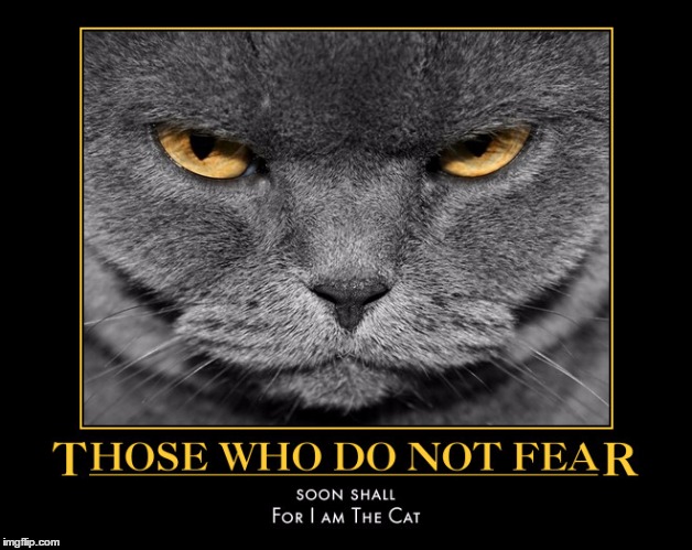 Soon They Shall |  . | image tagged in for i am the cat,wmp,demotivationals | made w/ Imgflip meme maker