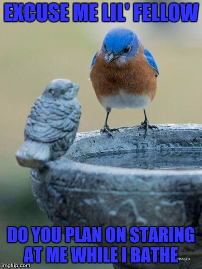 EXCUSE ME LIL' FELLOW; DO YOU PLAN ON STARING AT ME WHILE I BATHE | image tagged in bird bath | made w/ Imgflip meme maker
