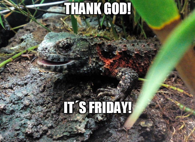 THANK GOD! IT´S FRIDAY! | image tagged in fuzzylizard | made w/ Imgflip meme maker