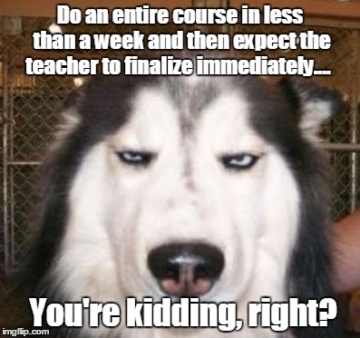 No kidding Dog | Do an entire course in less than a week and then expect the teacher to finalize immediately.... You're kidding, right? | image tagged in no kidding dog | made w/ Imgflip meme maker
