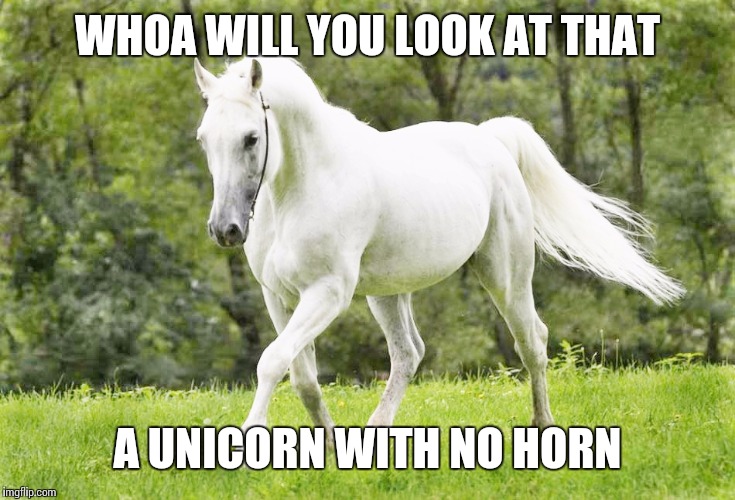 Whoa will you look at that  | WHOA WILL YOU LOOK AT THAT; A UNICORN WITH NO HORN | image tagged in unicorn,horse,memes | made w/ Imgflip meme maker