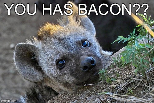 Bacon | YOU HAS BACON?? | image tagged in bacon,cute animals,bad pun hyena,hyena,cute puppies,furries | made w/ Imgflip meme maker
