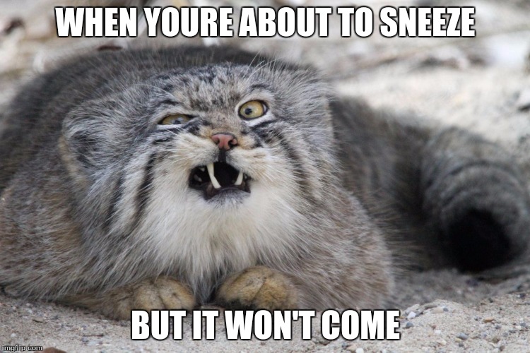 weird cat with weird face | WHEN YOURE ABOUT TO SNEEZE; BUT IT WON'T COME | image tagged in weird cat with weird face | made w/ Imgflip meme maker