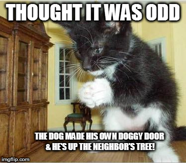 THOUGHT IT WAS ODD; THE DOG MADE HIS OWN DOGGY DOOR & HE'S UP THE NEIGHBOR'S TREE! | image tagged in mega cat,kitty,scared dog | made w/ Imgflip meme maker