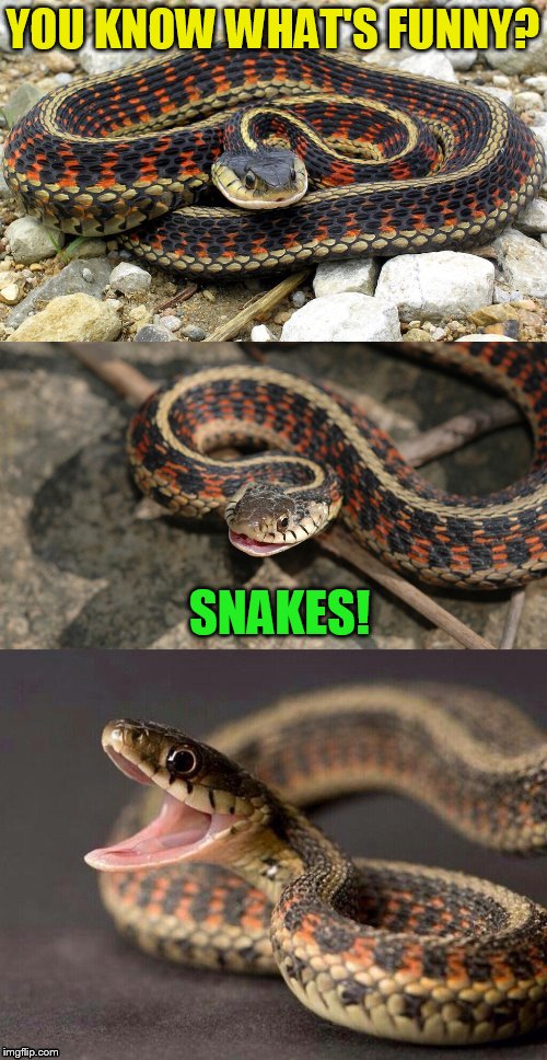 Snake Puns | YOU KNOW WHAT'S FUNNY? SNAKES! | image tagged in snake puns | made w/ Imgflip meme maker