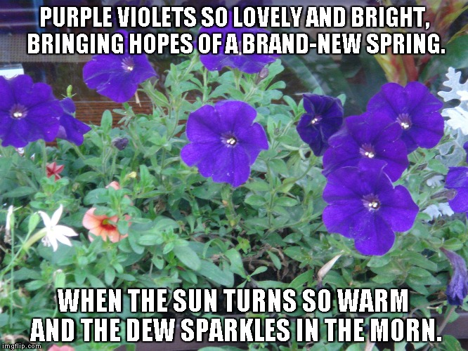 Purple Violets | PURPLE VIOLETS SO LOVELY AND BRIGHT, BRINGING HOPES OF A BRAND-NEW SPRING. WHEN THE SUN TURNS SO WARM AND THE DEW SPARKLES IN THE MORN. | image tagged in purple violets,the sun,spring | made w/ Imgflip meme maker