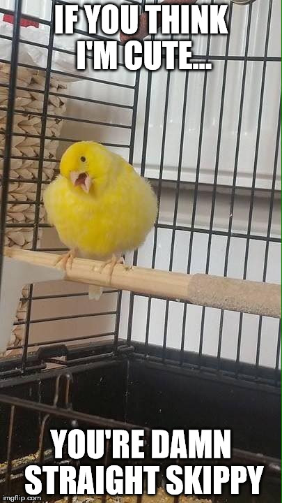 sassy cute canary scoot | IF YOU THINK I'M CUTE... YOU'RE DAMN STRAIGHT SKIPPY | image tagged in sassy,cute,canary,bird,birb | made w/ Imgflip meme maker