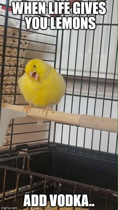 lemondrop sass bird | WHEN LIFE GIVES YOU LEMONS; ADD VODKA.. | image tagged in when life gives you lemons,bird,sassy,canary,pixie | made w/ Imgflip meme maker