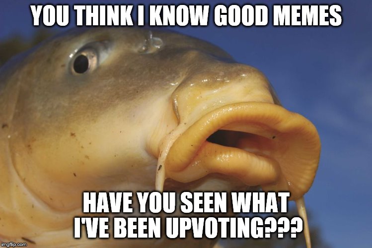 Carp | YOU THINK I KNOW GOOD MEMES HAVE YOU SEEN WHAT I'VE BEEN UPVOTING??? | image tagged in carp | made w/ Imgflip meme maker