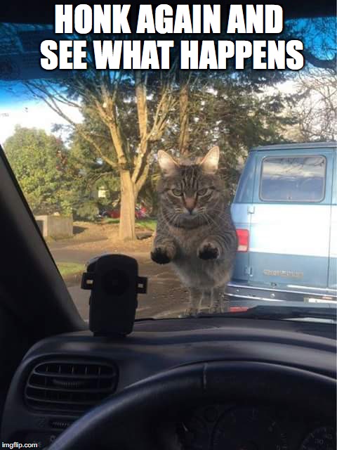 Feline Fury | HONK AGAIN AND SEE WHAT HAPPENS | image tagged in angry cat | made w/ Imgflip meme maker