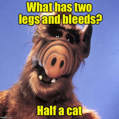 Alien comedy | What has two legs and bleeds? Half a cat | image tagged in alf,cat | made w/ Imgflip meme maker