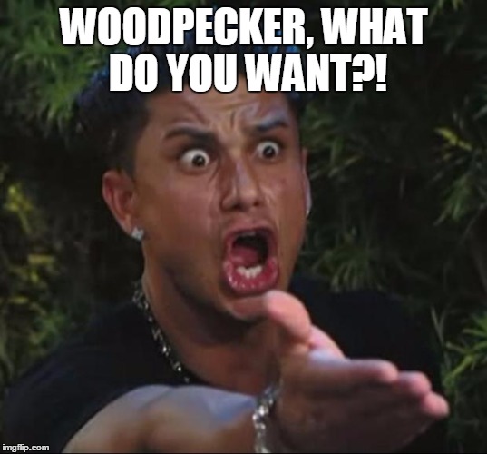 pauly | WOODPECKER, WHAT DO YOU WANT?! | image tagged in pauly | made w/ Imgflip meme maker