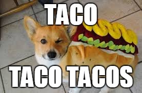 taco taco tacos | TACO; TACO TACOS | image tagged in tacos,hotdog,mexican,humor,dark humor,memes | made w/ Imgflip meme maker