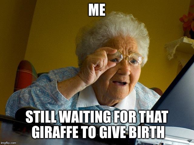 Grandma Finds The Internet Meme | ME; STILL WAITING FOR THAT GIRAFFE TO GIVE BIRTH | image tagged in memes,grandma finds the internet | made w/ Imgflip meme maker