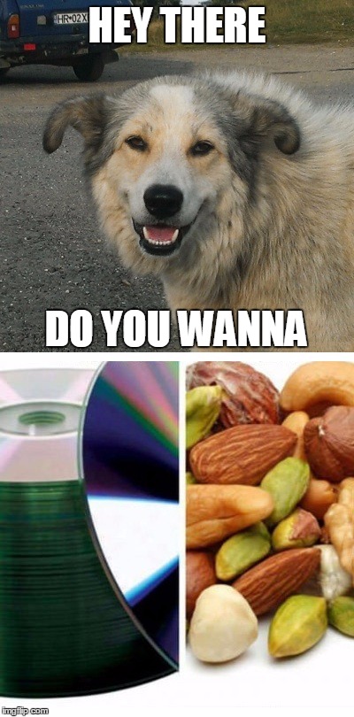 High Dog | HEY THERE; DO YOU WANNA | image tagged in dog cd nuts | made w/ Imgflip meme maker