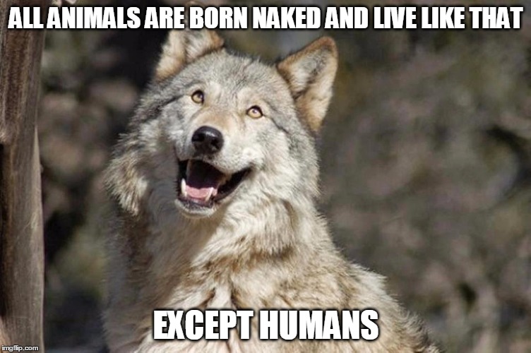 Optimistic Moon Moon Wolf Vanadium Wolf | ALL ANIMALS ARE BORN NAKED AND LIVE LIKE THAT; EXCEPT HUMANS | image tagged in optimistic moon moon wolf vanadium wolf | made w/ Imgflip meme maker