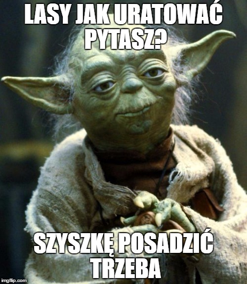 Star Wars Yoda Meme | LASY JAK URATOWAĆ PYTASZ? SZYSZKĘ POSADZIĆ TRZEBA | image tagged in memes,star wars yoda | made w/ Imgflip meme maker