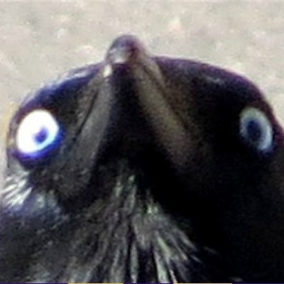 High Quality Insanity Crow Blank Meme Template