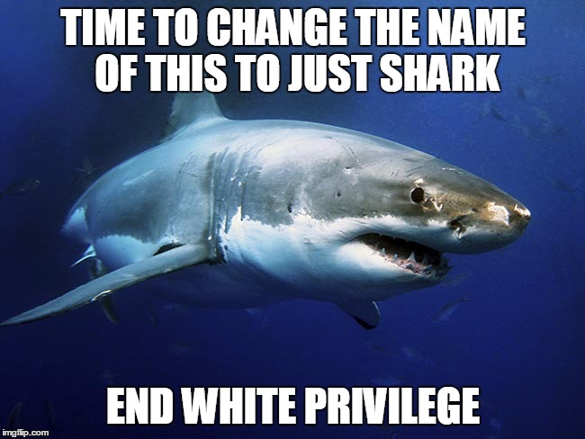 Stupid memes for stupid things  | TIME TO CHANGE THE NAME OF THIS TO JUST SHARK; END WHITE PRIVILEGE | image tagged in great white shark,white privilege | made w/ Imgflip meme maker