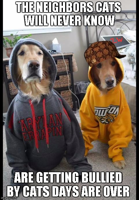 thug Dogs | THE NEIGHBORS CATS WILL NEVER KNOW; ARE GETTING BULLIED BY CATS DAYS ARE OVER | image tagged in thug dogs,scumbag | made w/ Imgflip meme maker