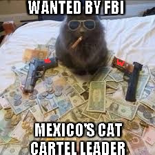 Thugcat | WANTED BY FBI; MEXICO'S CAT CARTEL LEADER | image tagged in thugcat | made w/ Imgflip meme maker