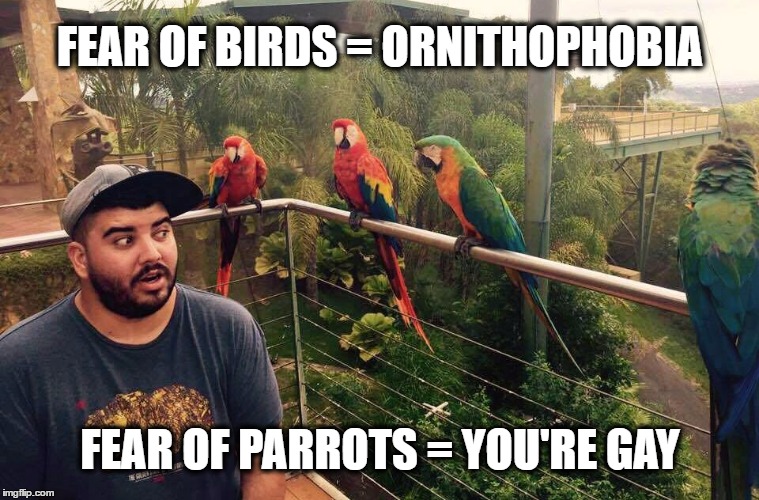 Fear of parrots | FEAR OF BIRDS = ORNITHOPHOBIA; FEAR OF PARROTS = YOU'RE GAY | image tagged in fear of birds,parrots,gay,memes,funny memes,funny because it's true | made w/ Imgflip meme maker