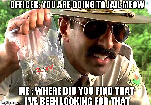 weedy cop | OFFICER: YOU ARE GOING TO JAIL MEOW; ME : WHERE DID YOU FIND THAT I'VE BEEN LOOKING FOR THAT | image tagged in weedy cop | made w/ Imgflip meme maker