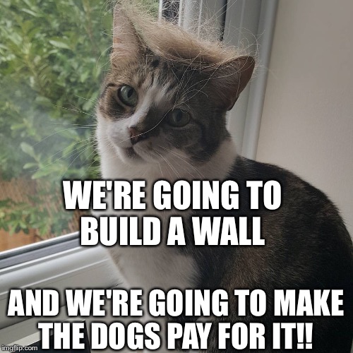 WE'RE GOING TO BUILD A WALL; AND WE'RE GOING TO MAKE THE DOGS PAY FOR IT!! | image tagged in trumpcat | made w/ Imgflip meme maker